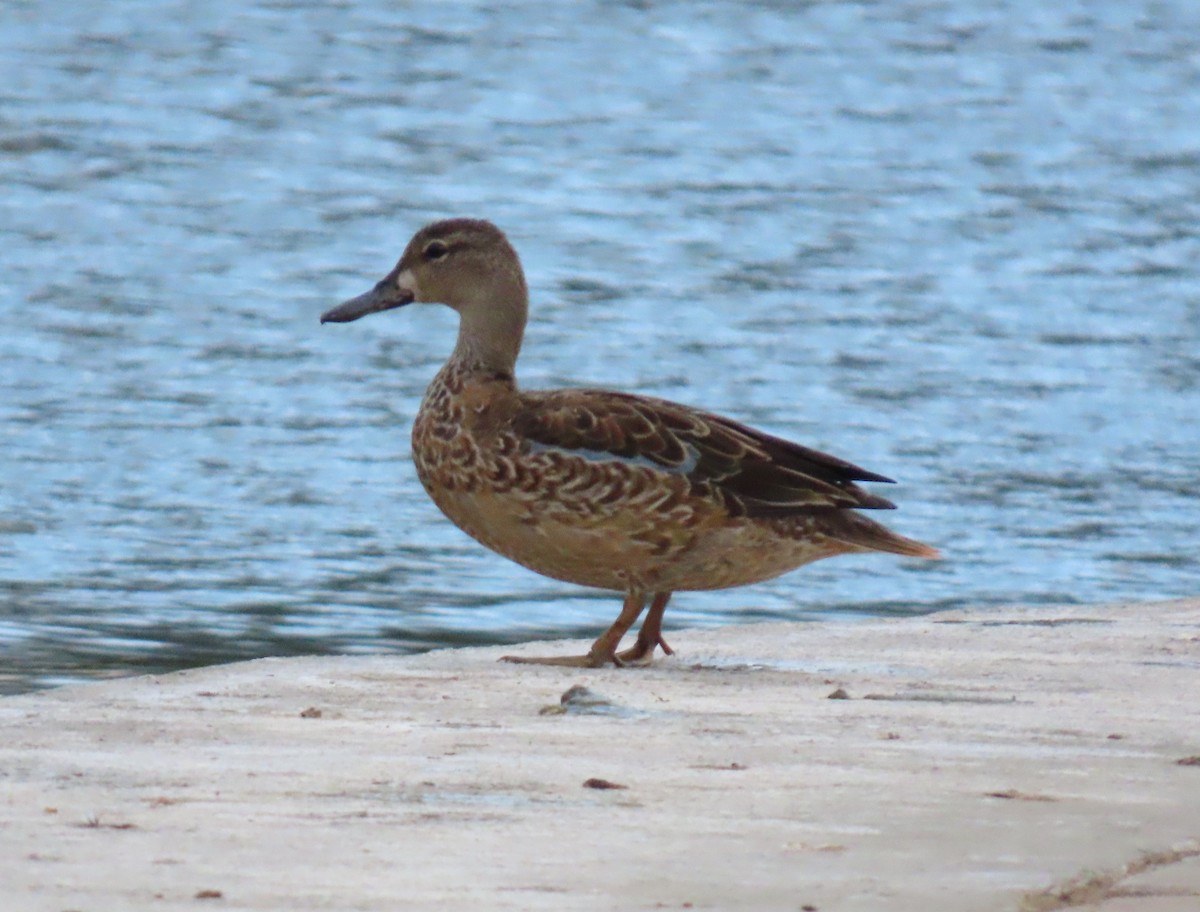 Blauflügelente - ML646063849