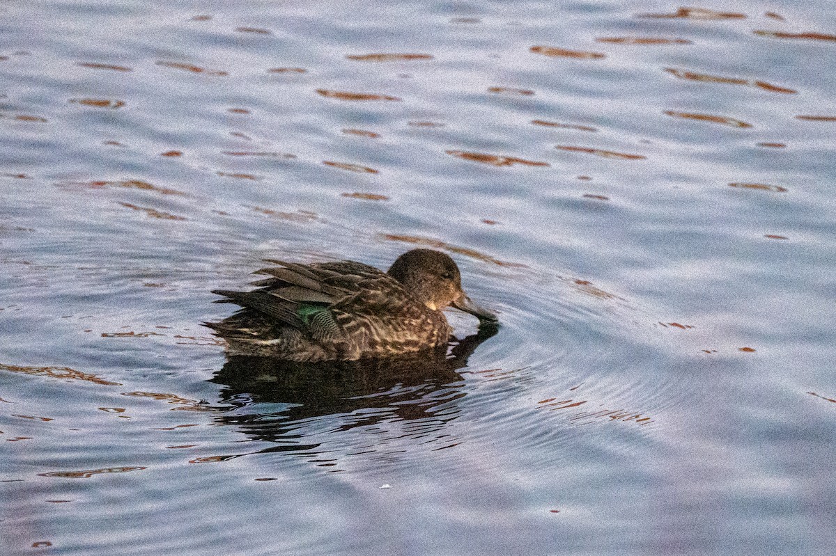 Green-winged Teal - ML646063853