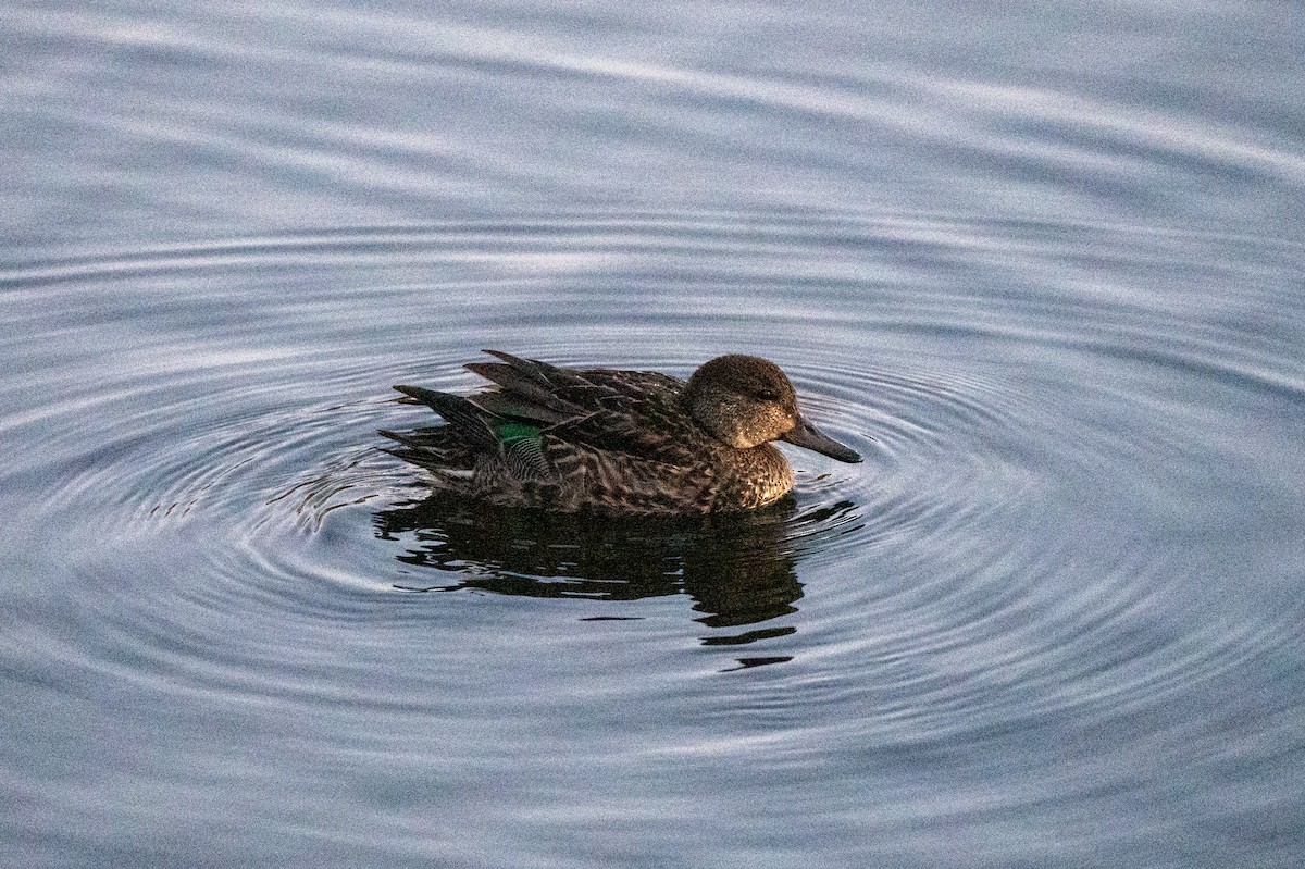 Green-winged Teal - ML646063854