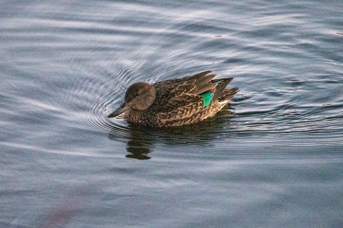 Green-winged Teal - ML646063855