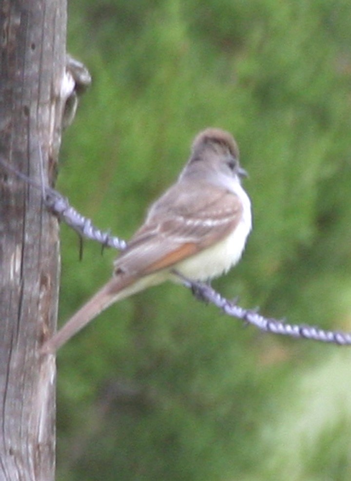 ハイノドヒタキモドキ - ML646063862