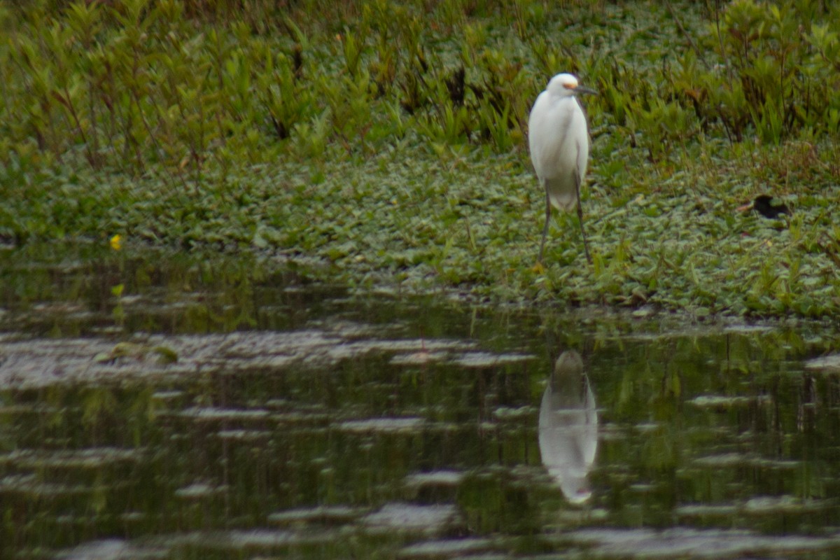Snowy Egret - ML646063871