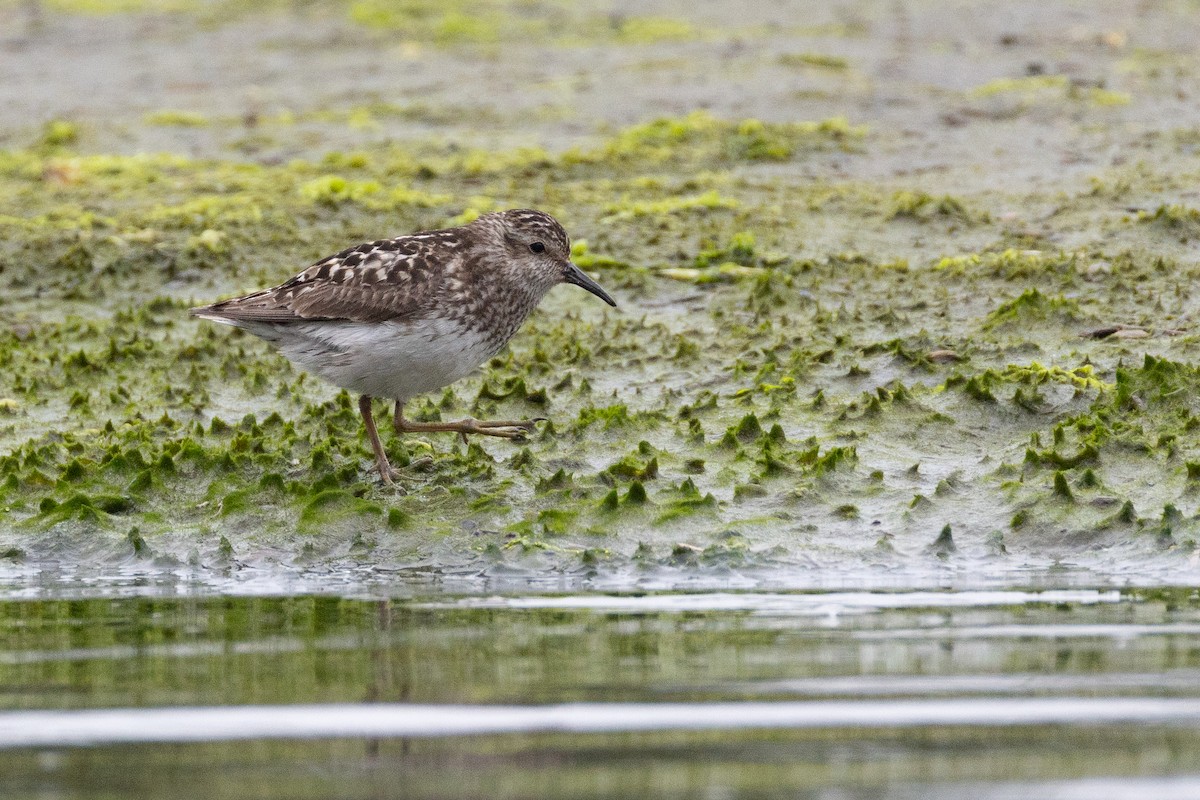 Least Sandpiper - ML646063874