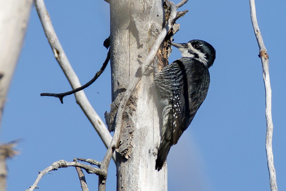 Black-backed Woodpecker - ML646063880