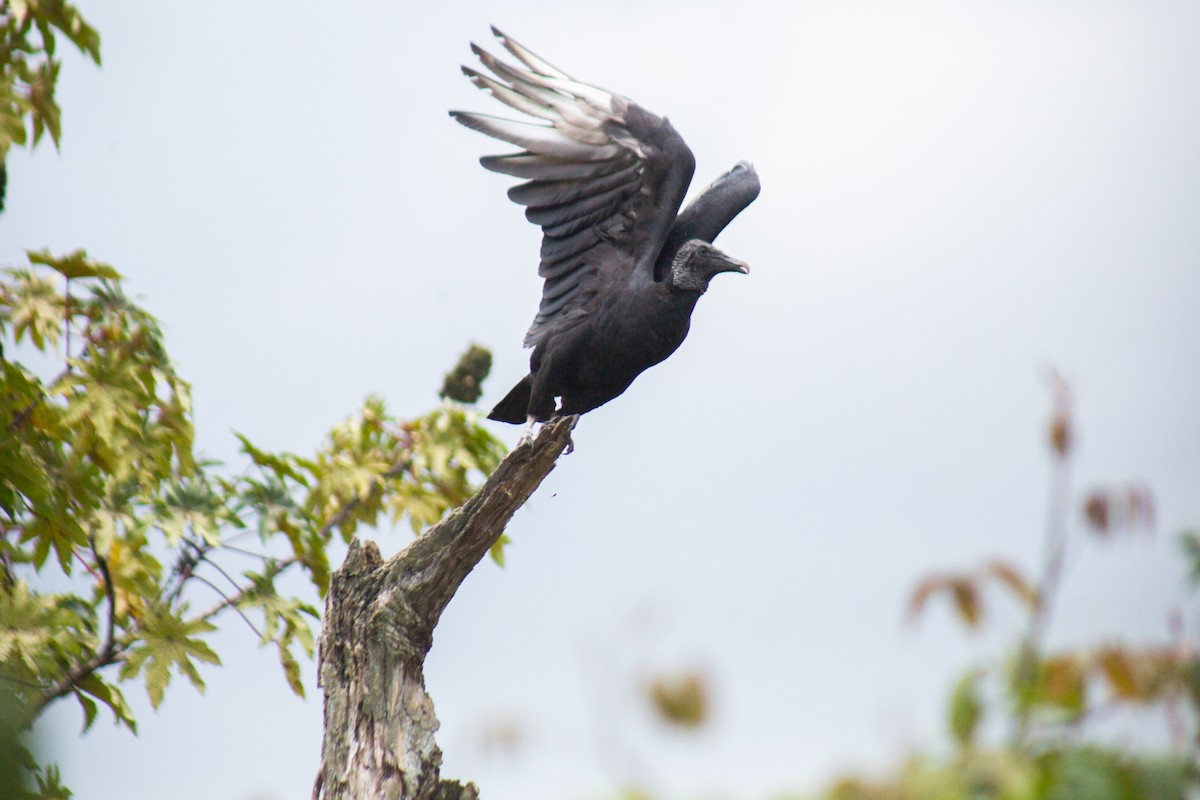 Black Vulture - ML646063882