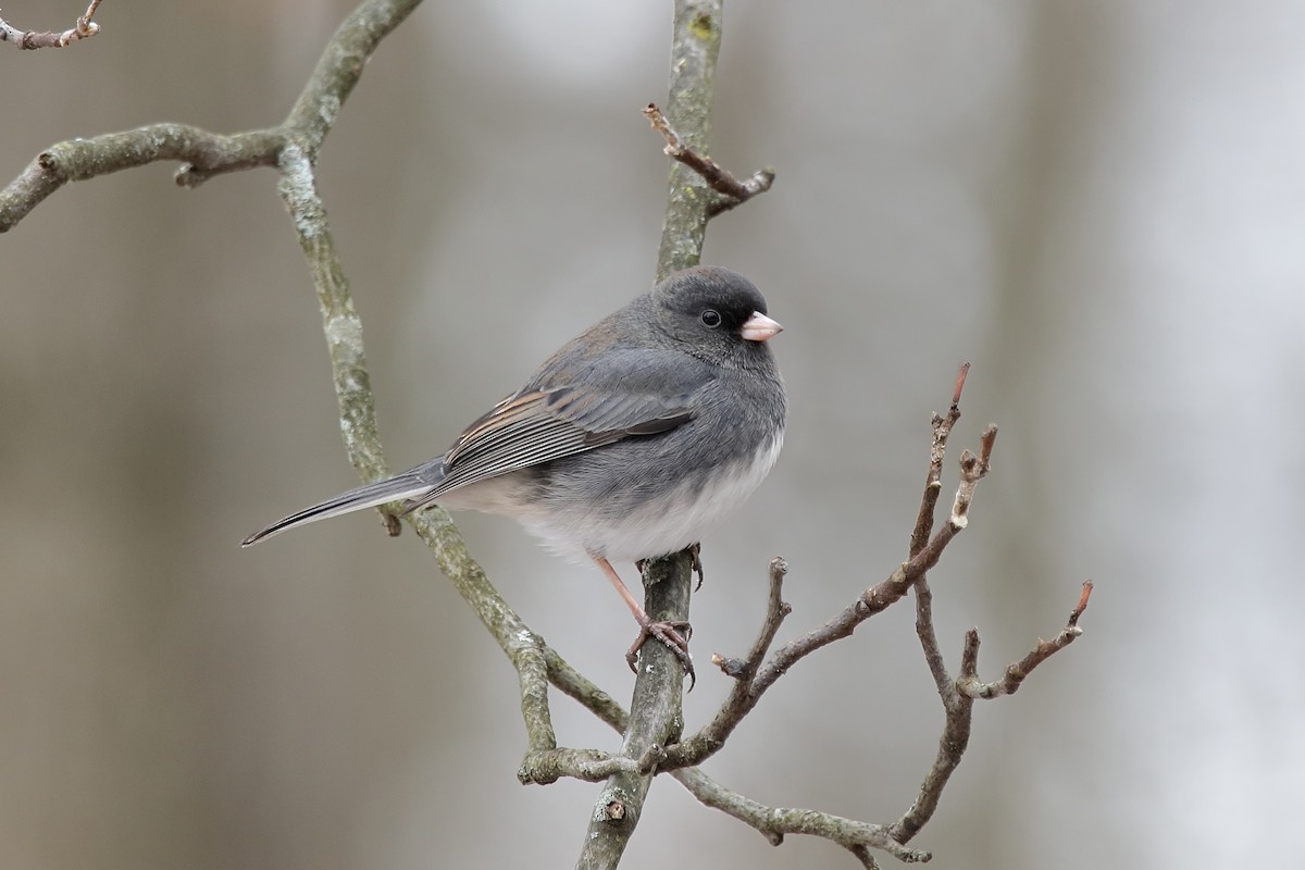 Dark-eyed Junco - ML646063885