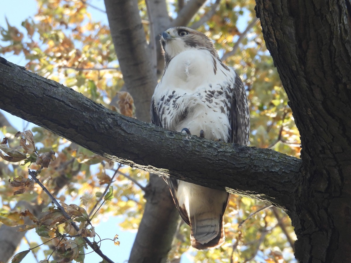 Red-tailed Hawk - ML646063891