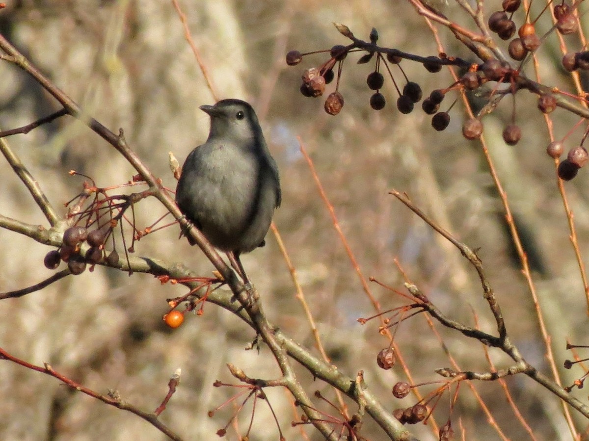 Gray Catbird - ML646063904