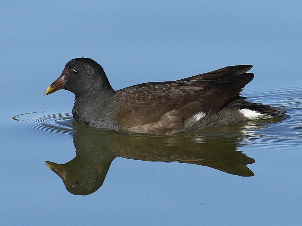 Common Gallinule - ML646063906