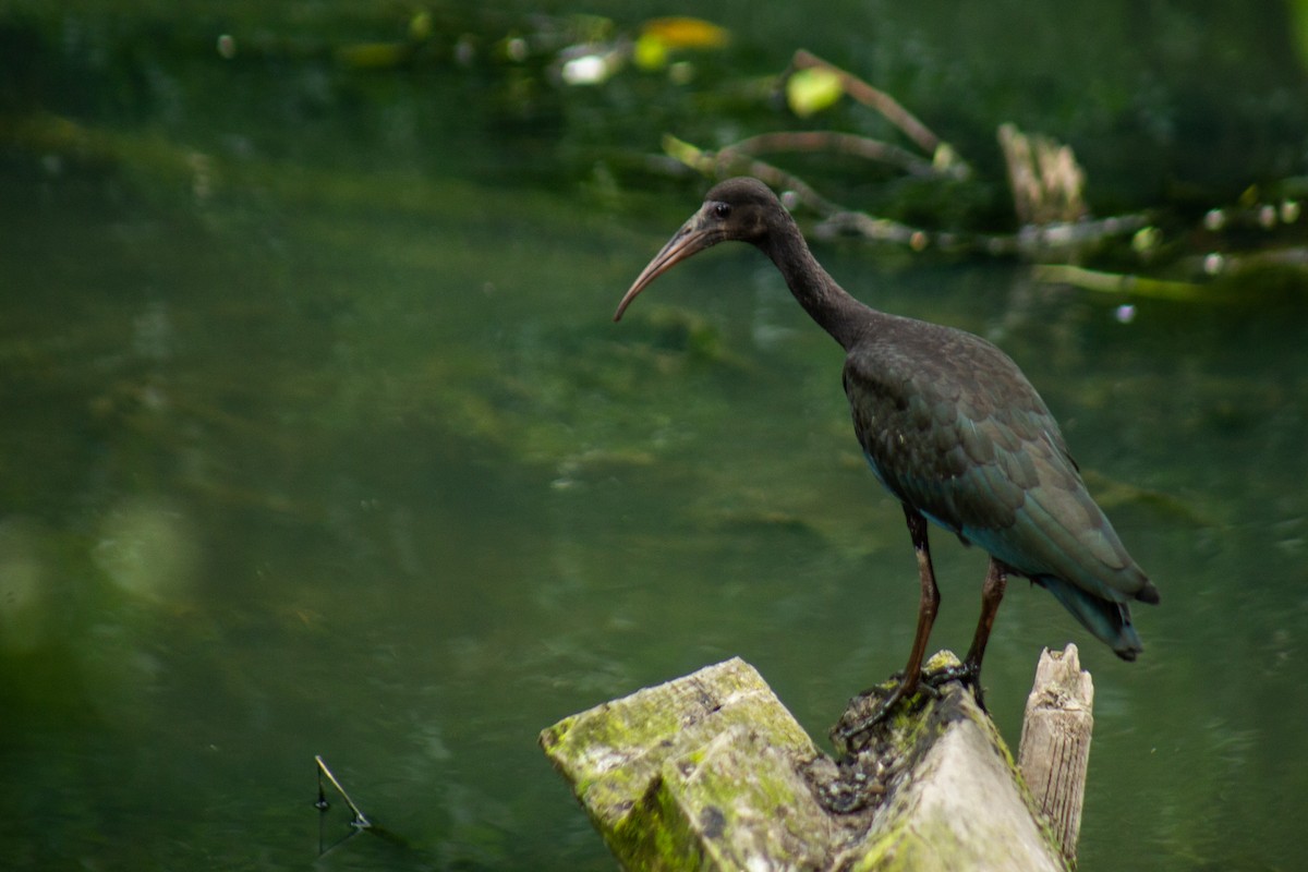 Bare-faced Ibis - ML646063934