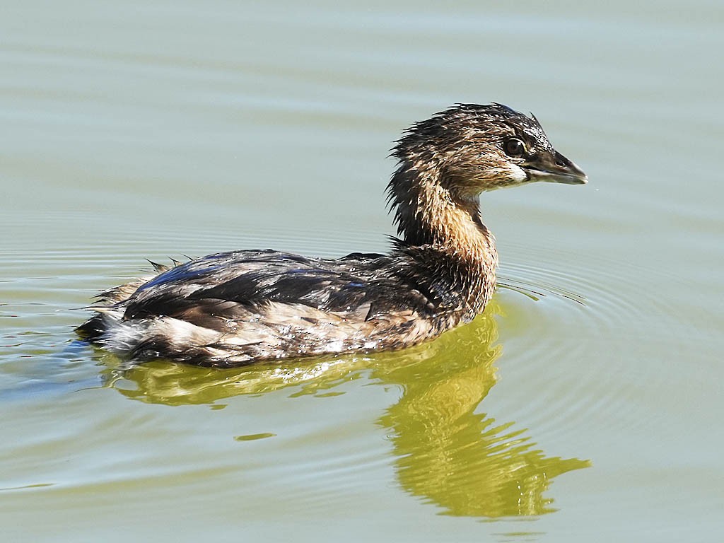 Pied-billed Grebe - ML646063935