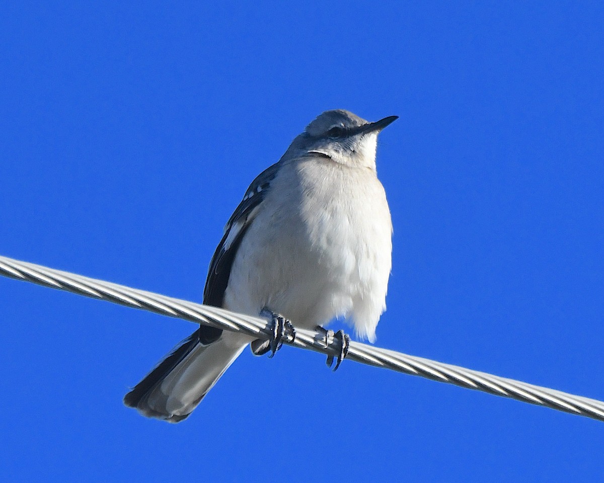 Northern Mockingbird - ML646063952