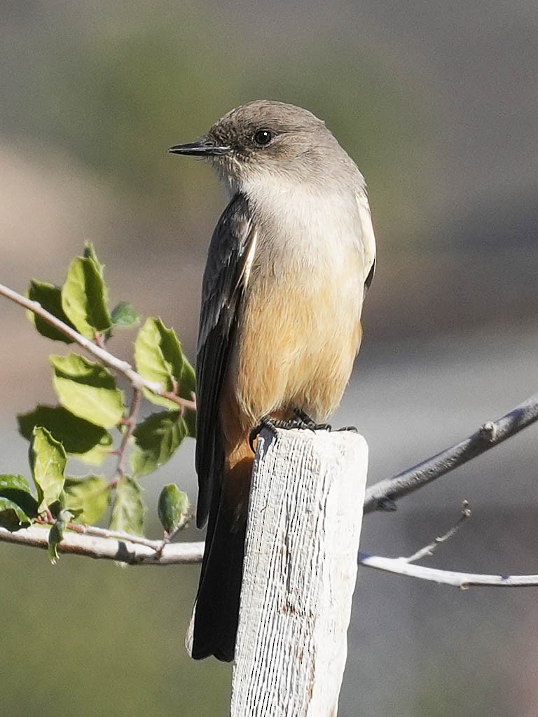Say's Phoebe - ML646063961