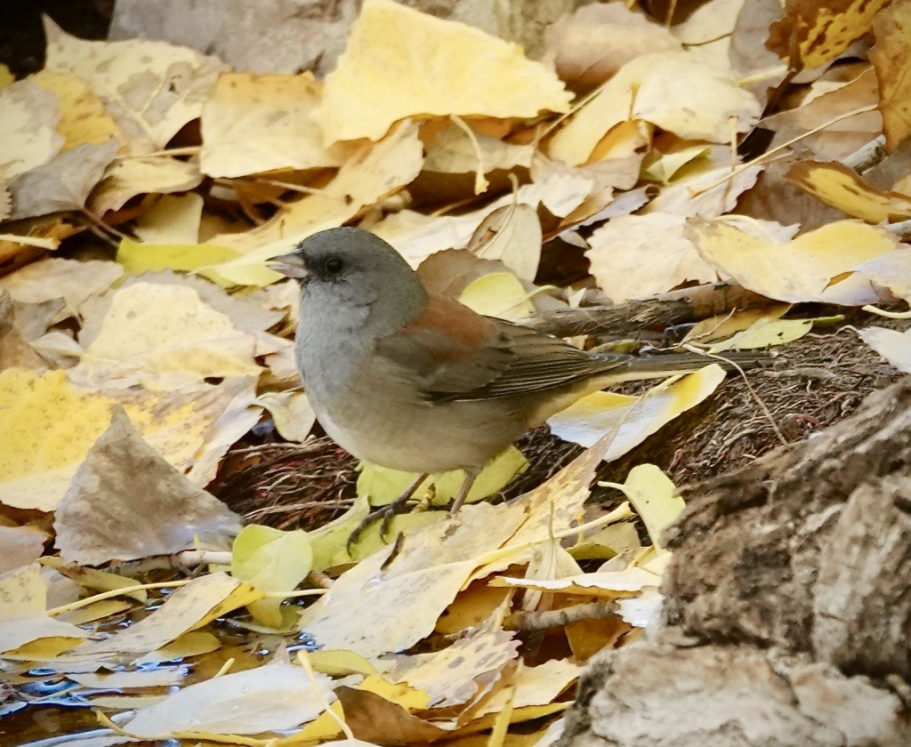 Junco ardoisé (mearnsi x caniceps) - ML646064004