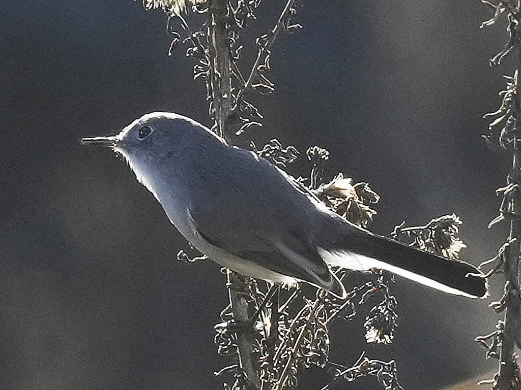 Blue-gray Gnatcatcher - ML646064005