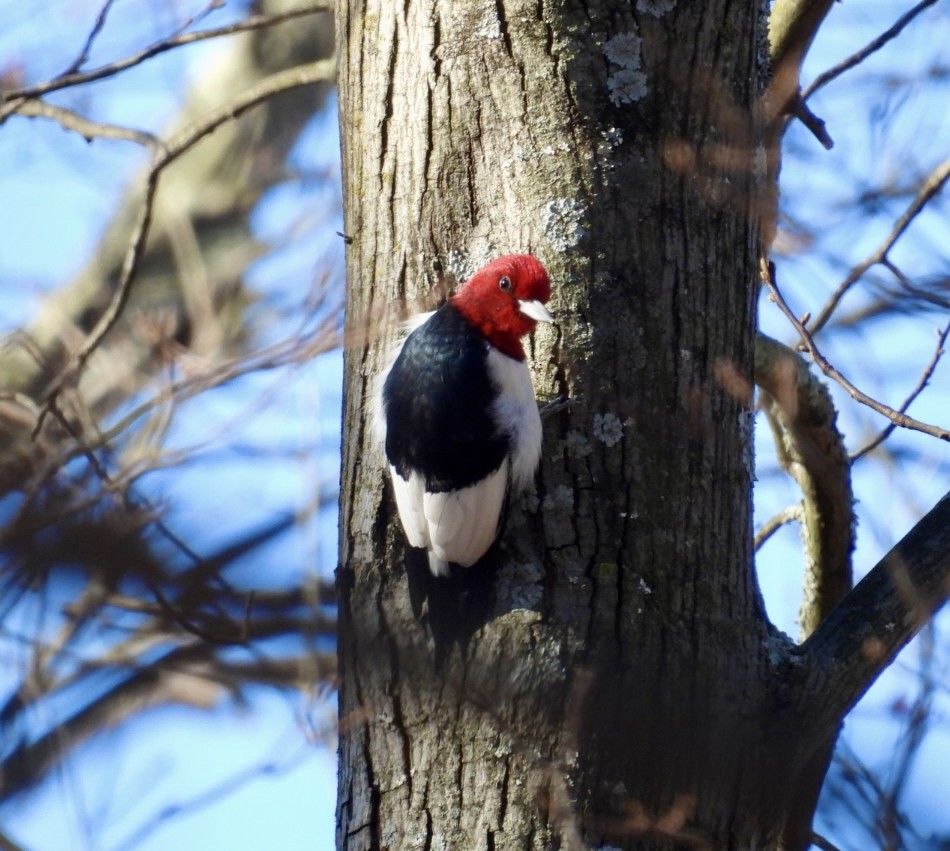 Red-headed Woodpecker - ML646064006