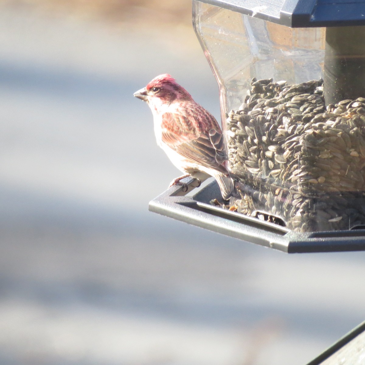 Roselin pourpré - ML646064008