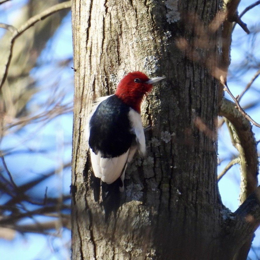 Pic à tête rouge - ML646064009