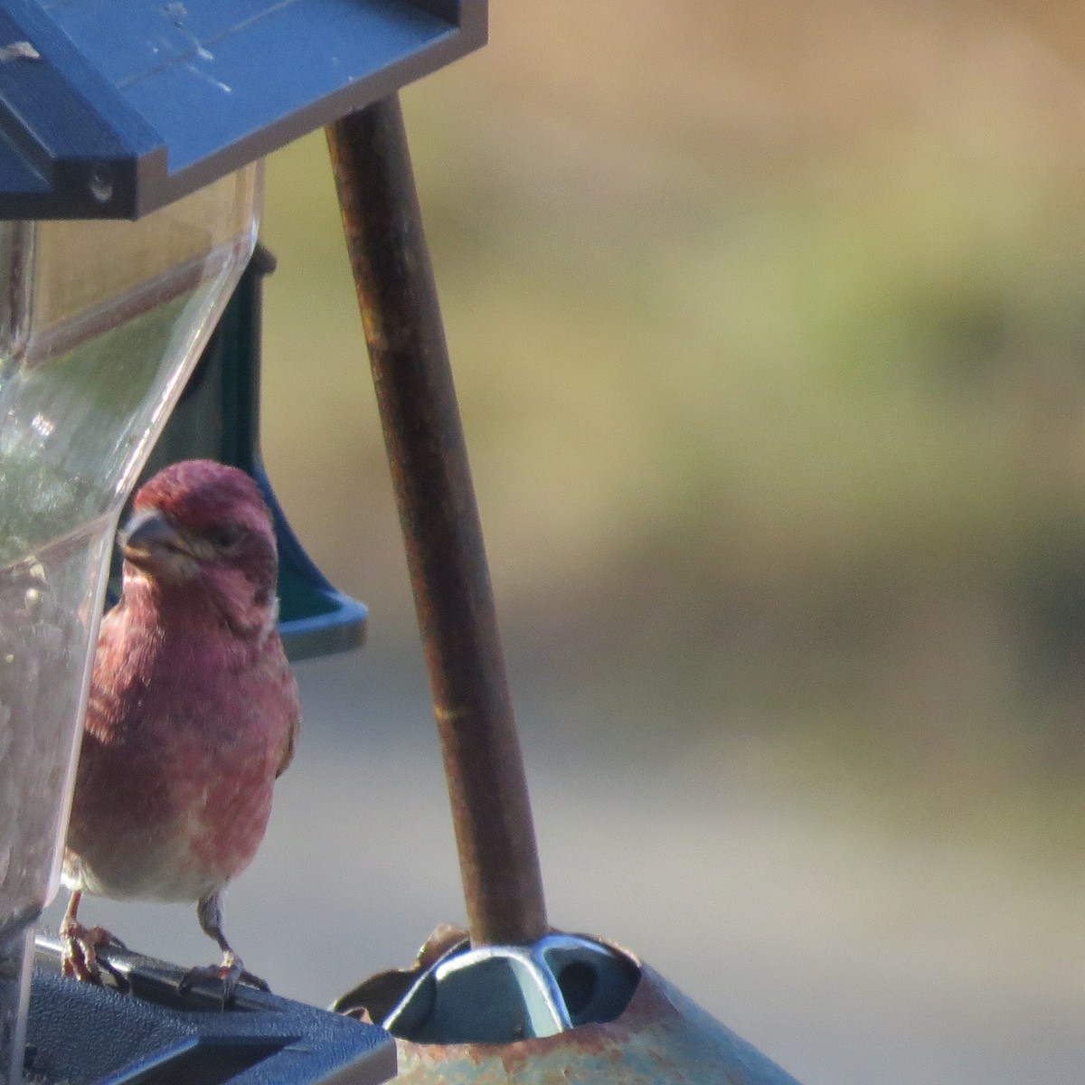 Roselin pourpré - ML646064010