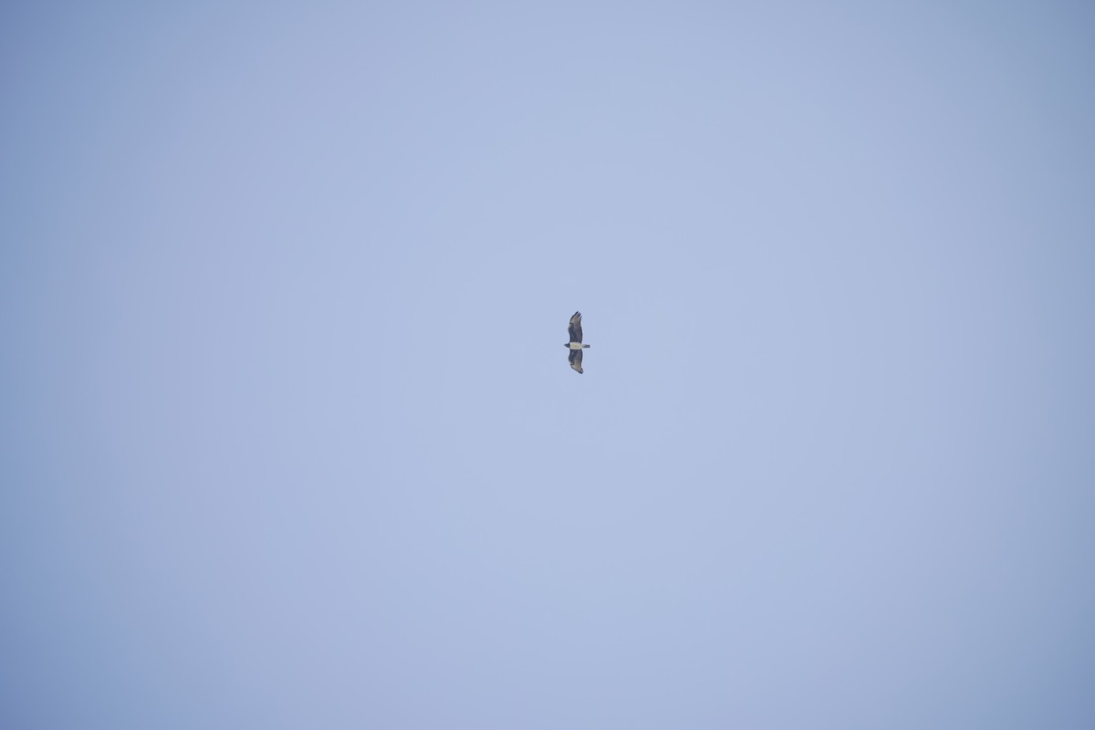 Aigle martial - ML646064011