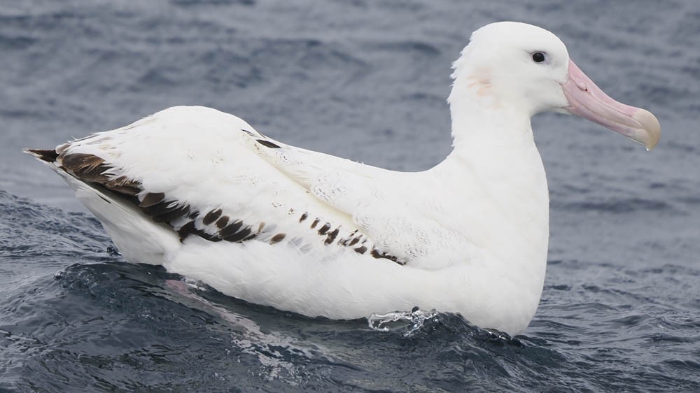 Albatros des Antipodes (antipodensis) - ML646064013