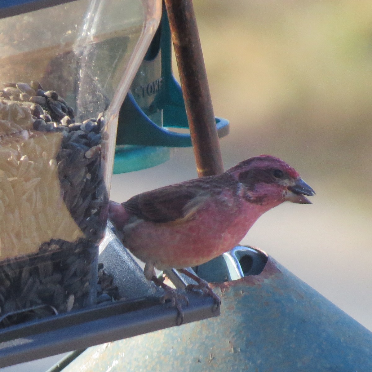 Roselin pourpré - ML646064014