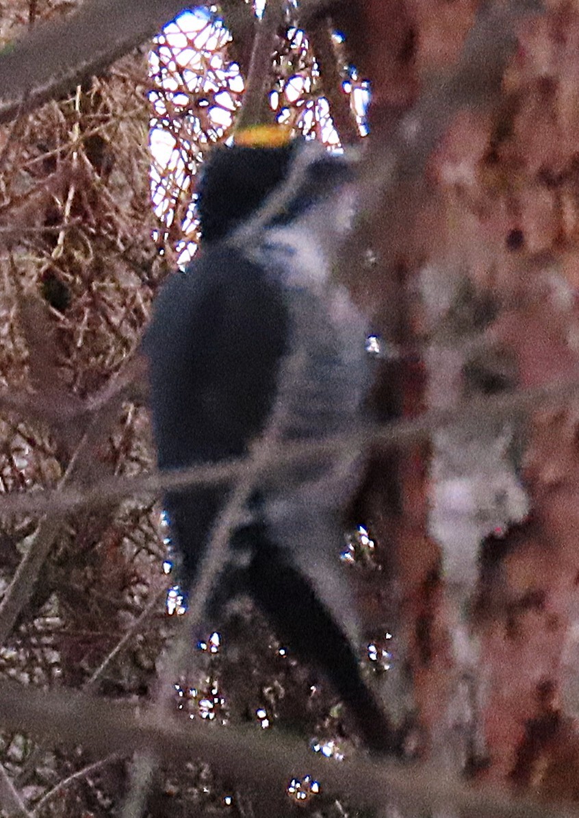 Pic à dos noir - ML646064015