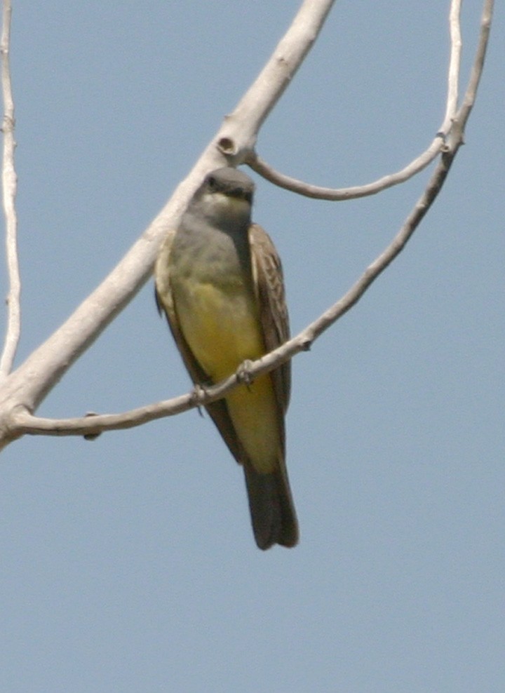 Tyran de Cassin - ML646064019