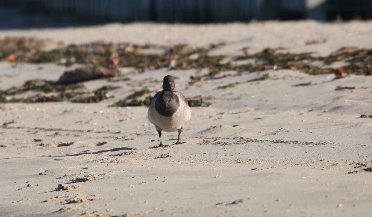 Bernache cravant - ML646064020