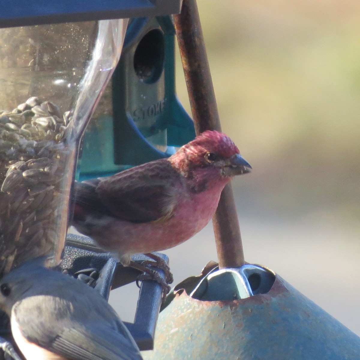 Roselin pourpré - ML646064021