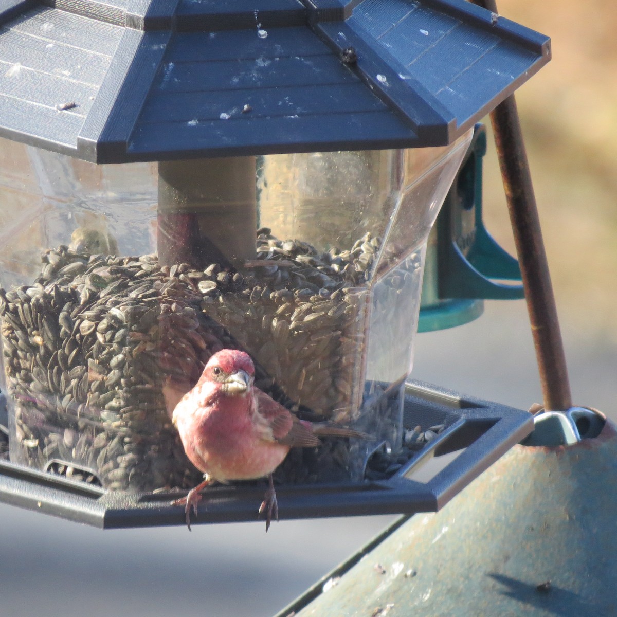 Roselin pourpré - ML646064023