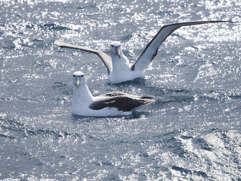 Albatros à sourcils noirs (impavida) - ML646064029