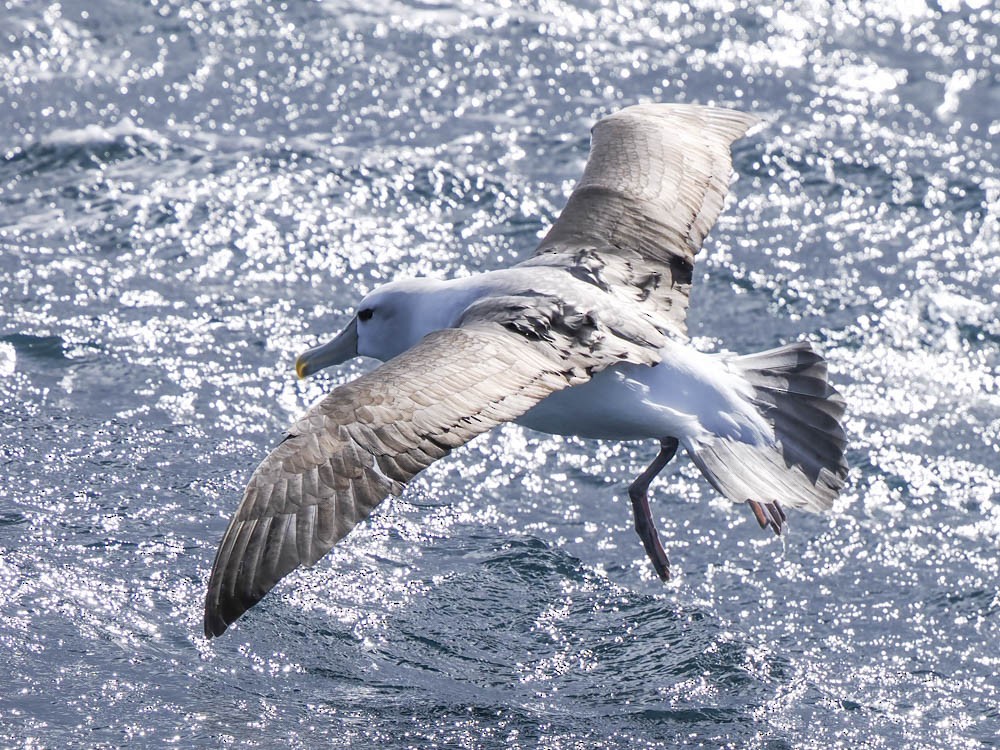Albatros à cape blanche - ML646064030