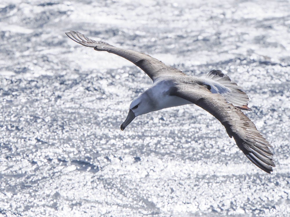 Albatros à sourcils noirs (impavida) - ML646064031