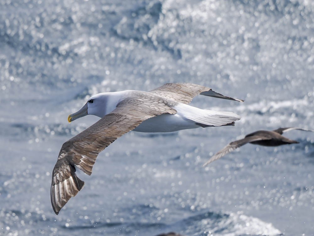 Albatros à sourcils noirs (impavida) - ML646064032