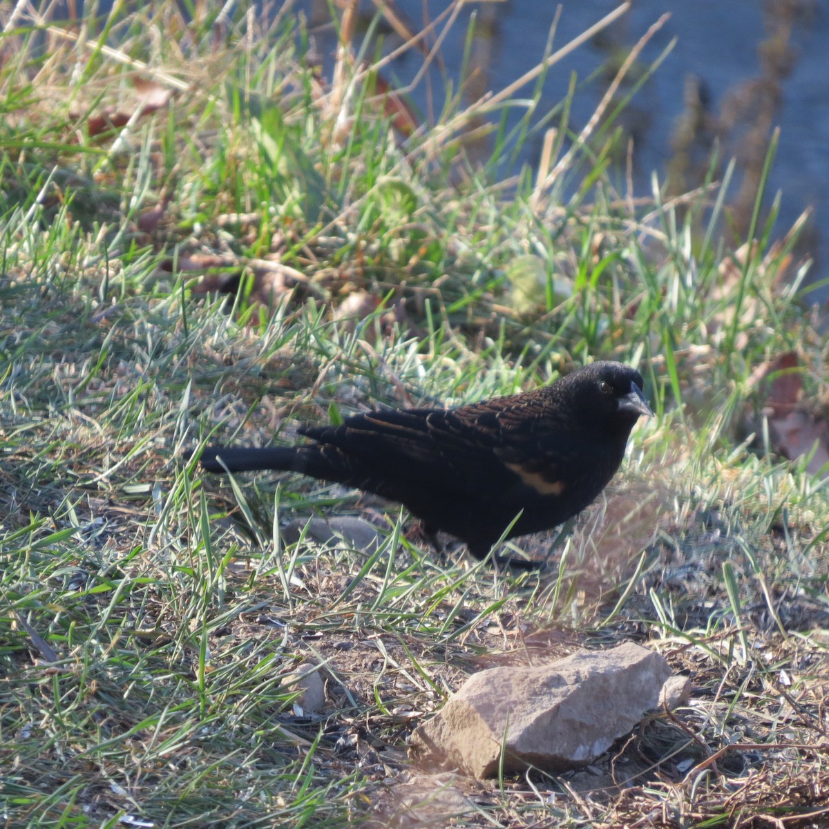 Carouge à épaulettes - ML646064034