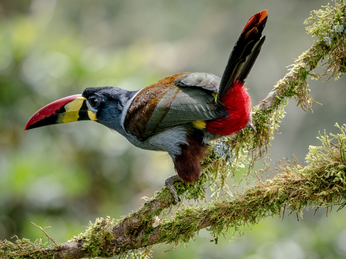 Toucan bleu - ML646064035