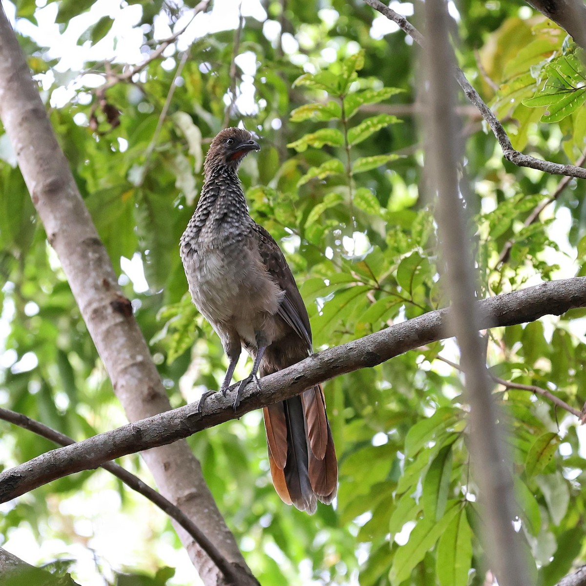 Ortalide araucuan - ML646064036