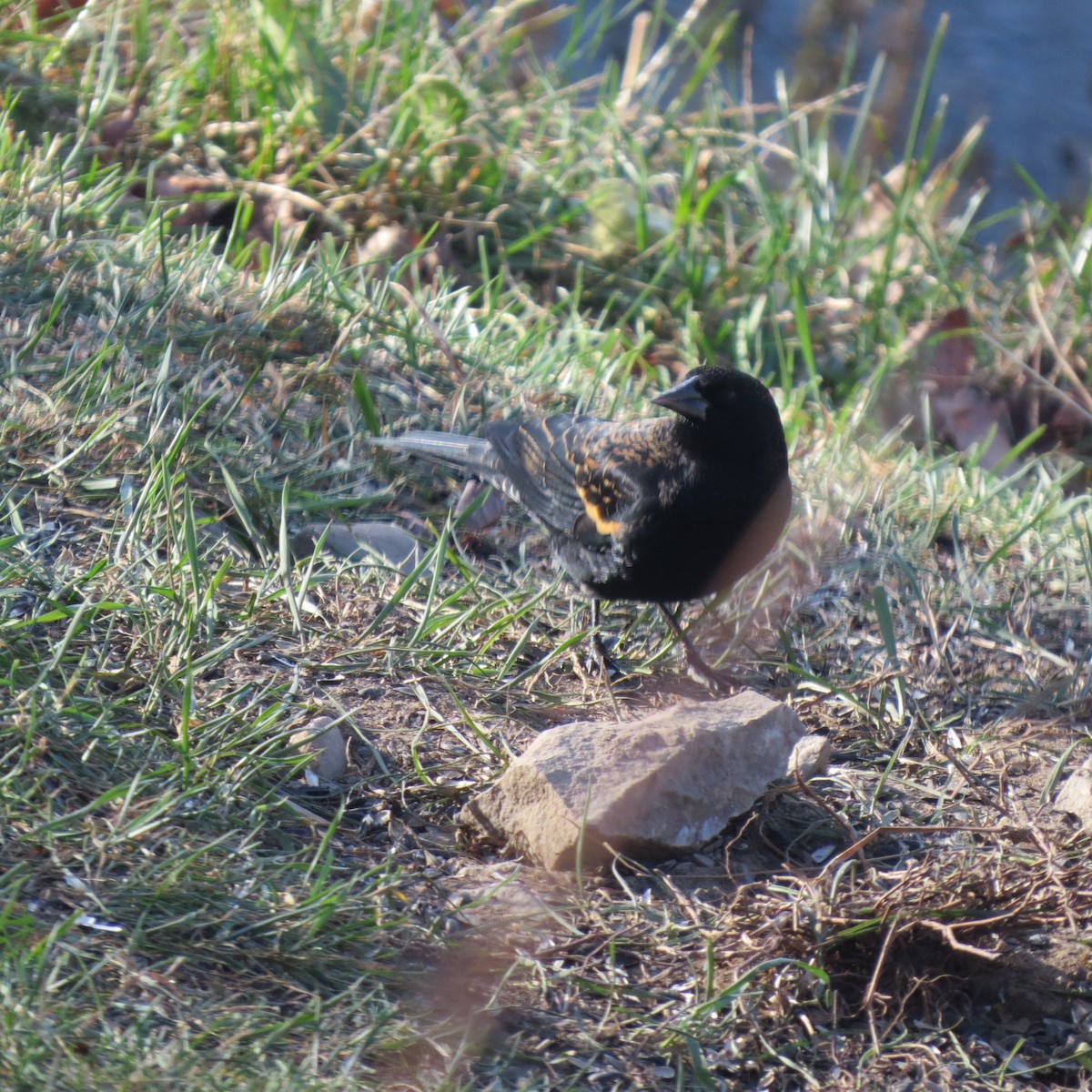 Carouge à épaulettes - ML646064037