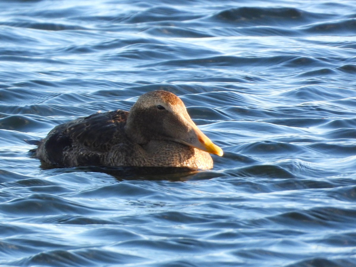 Eider à duvet - ML646064038