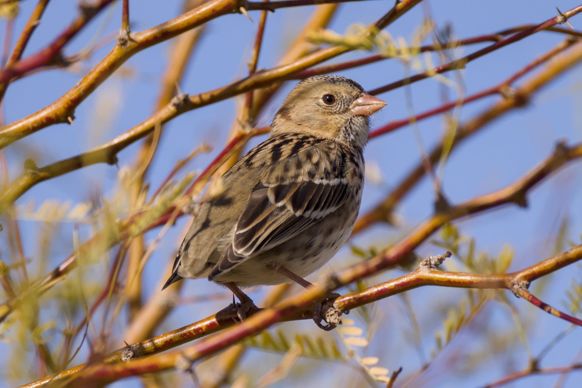 Harris's Sparrow - ML646064039
