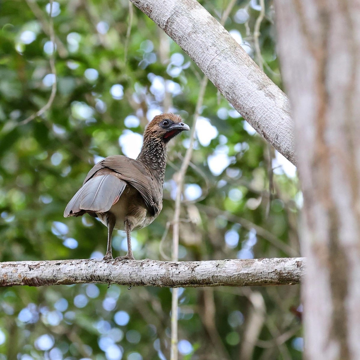 Ortalide araucuan - ML646064040