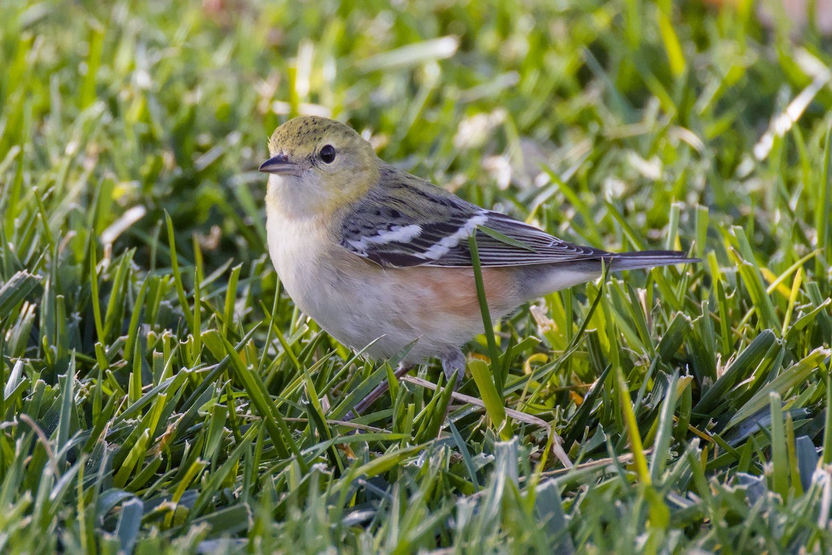 Bay-breasted Warbler - ML646064041