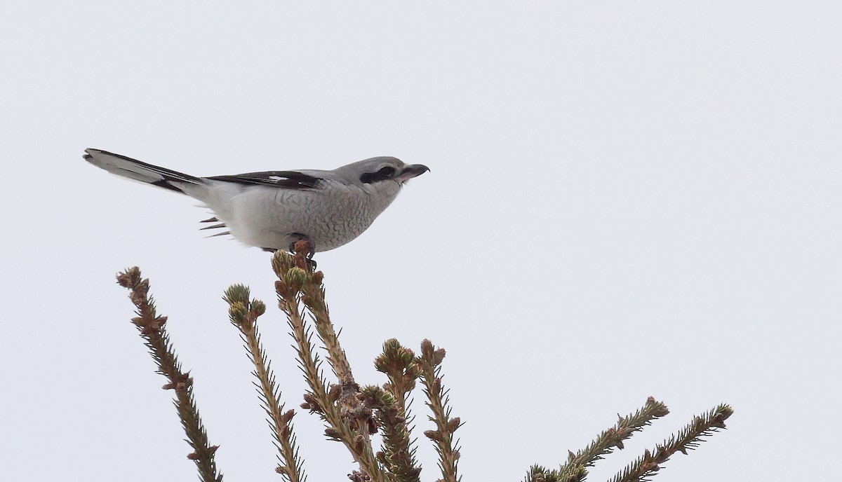 Pie-grièche boréale - ML646064042