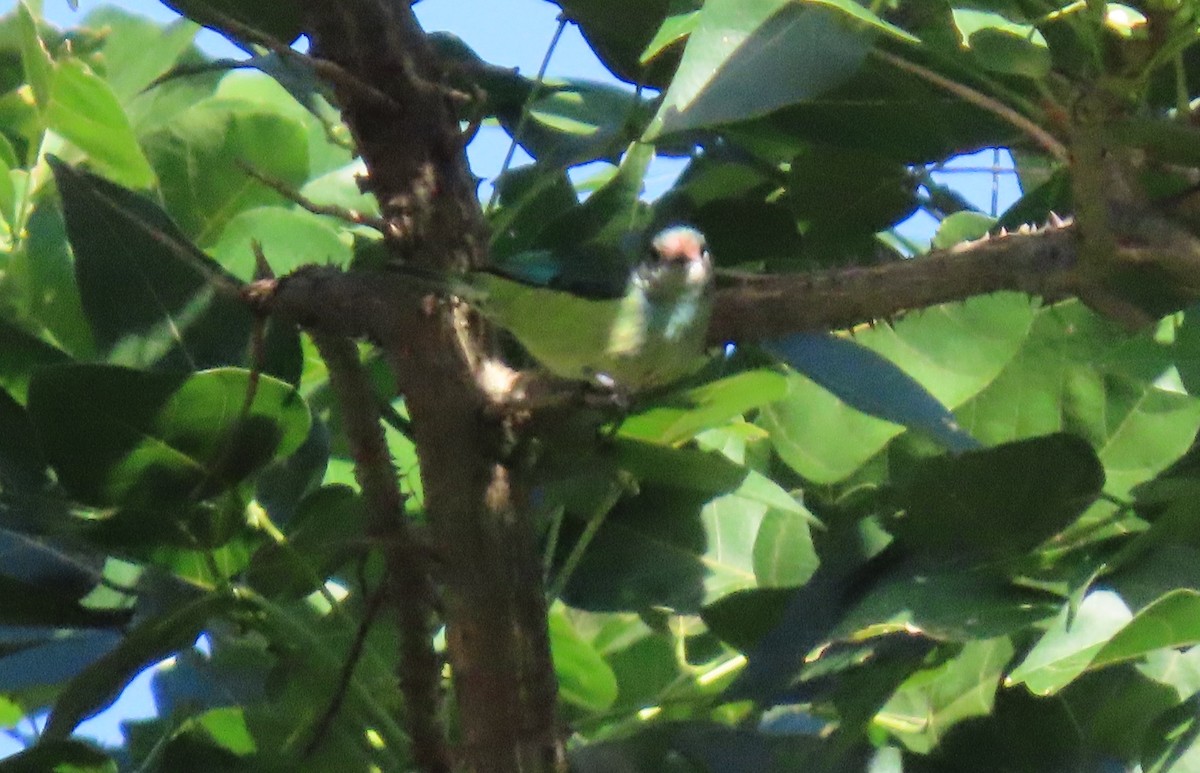 Calliste à tête noire - ML646064043