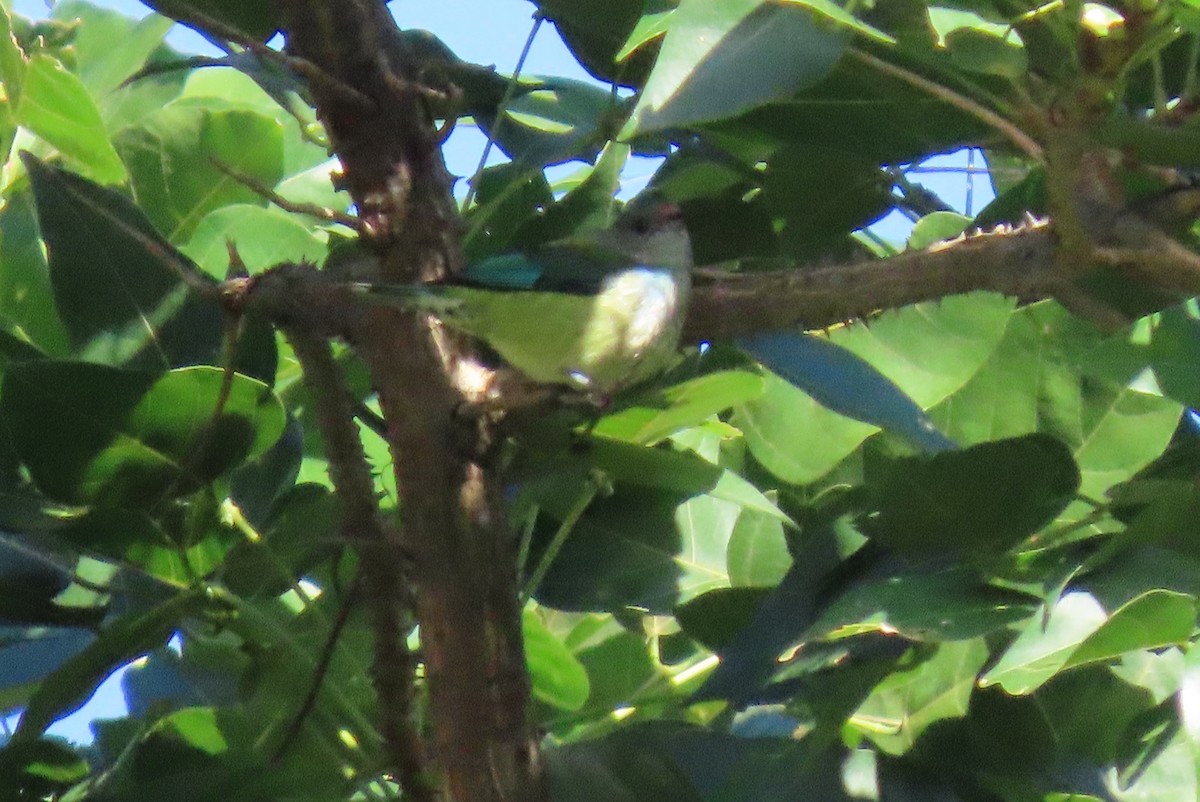 Calliste à tête noire - ML646064044