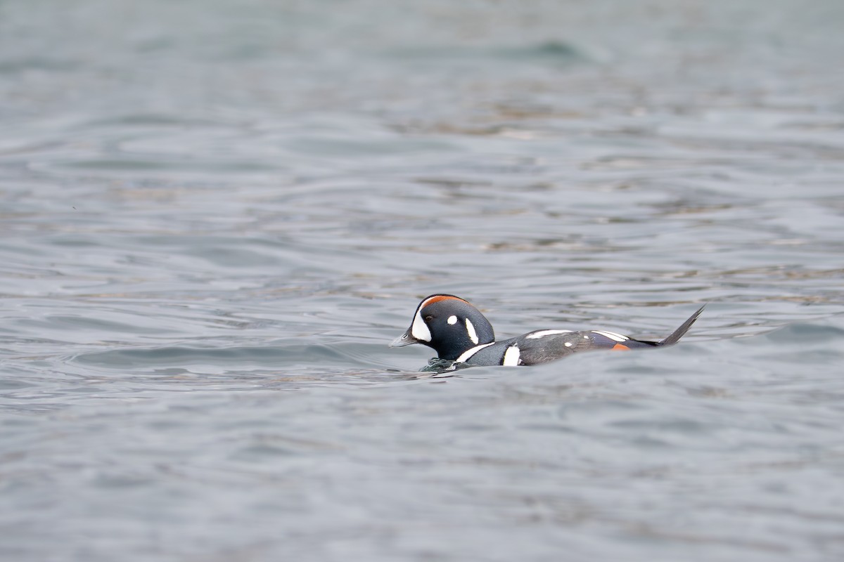 Harlequin Duck - ML646064045