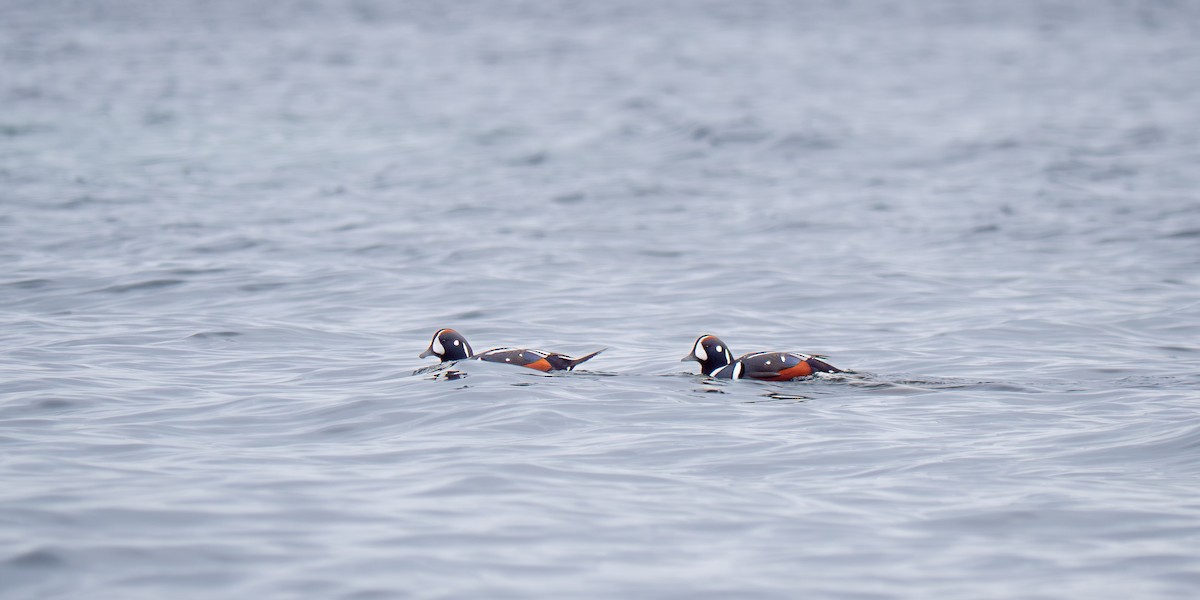 Harlequin Duck - ML646064046
