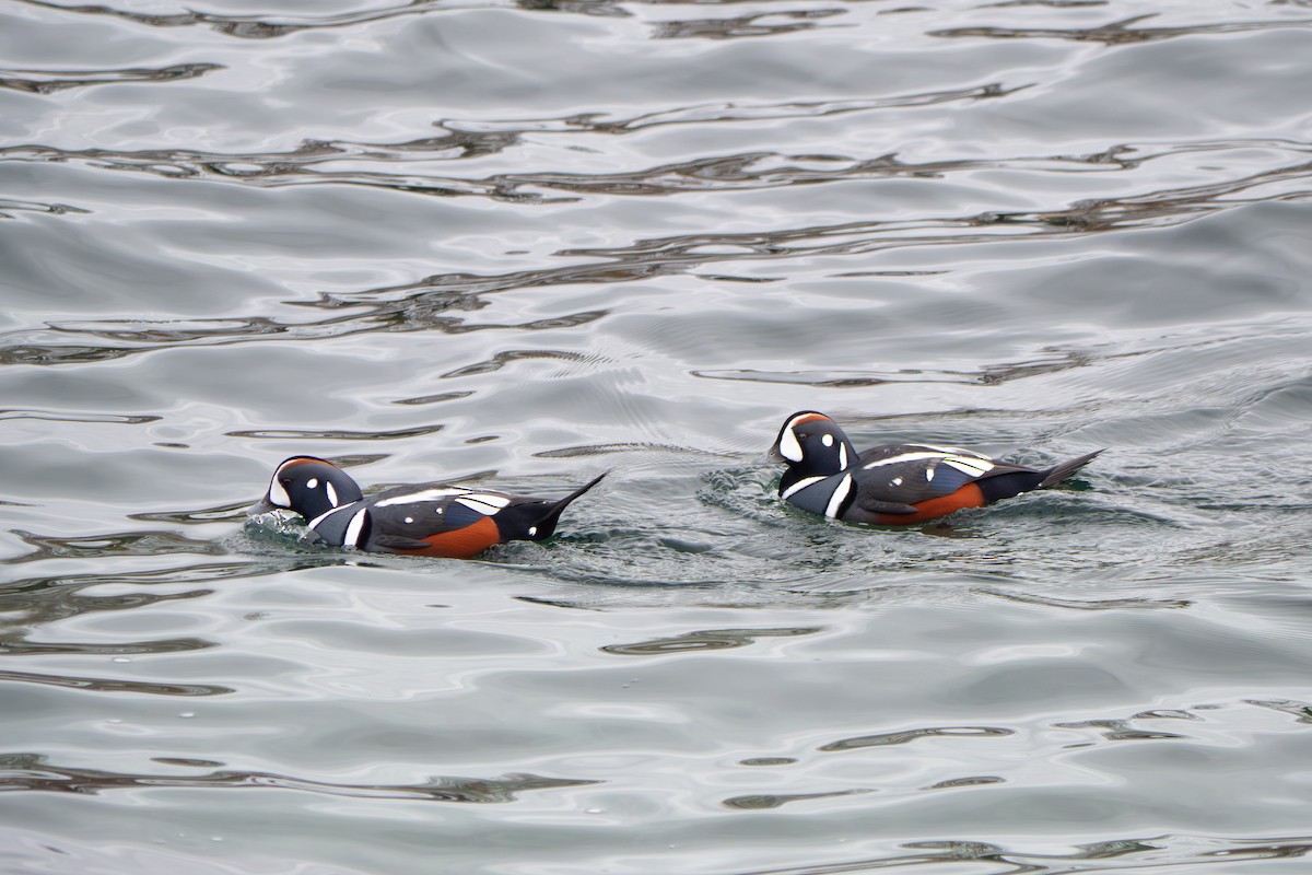 Harlequin Duck - ML646064047