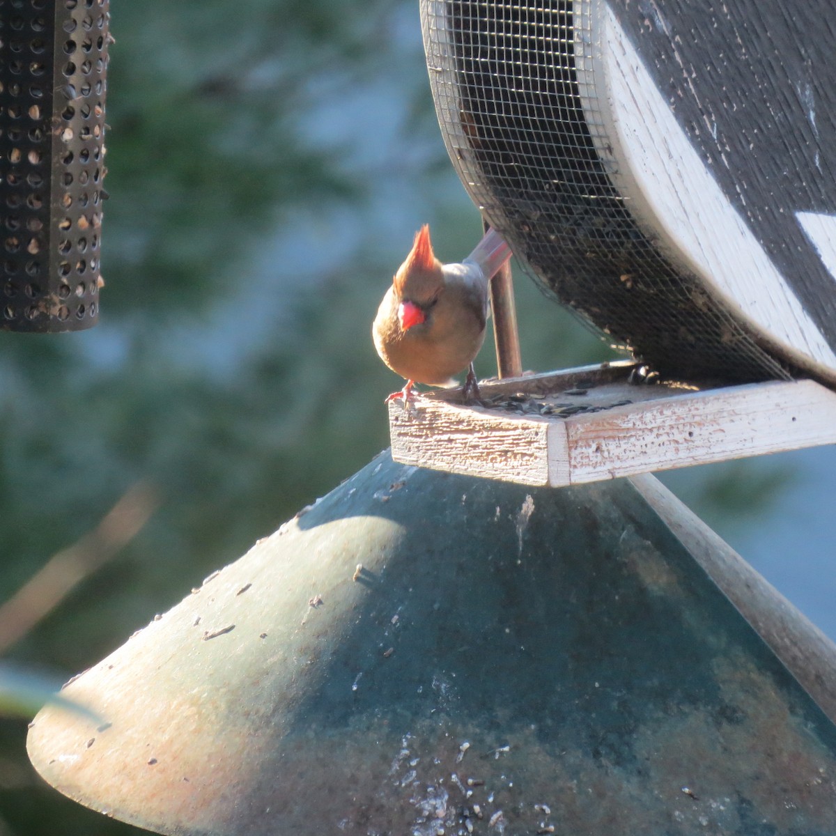 Cardinal rouge - ML646064048